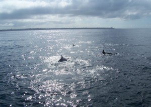 dauphins