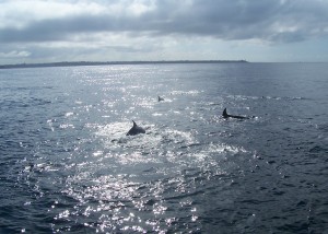 dauphins